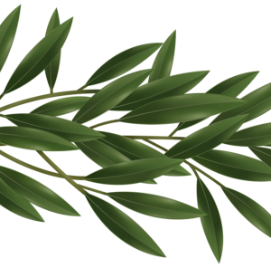 Shaam Olive Leaves